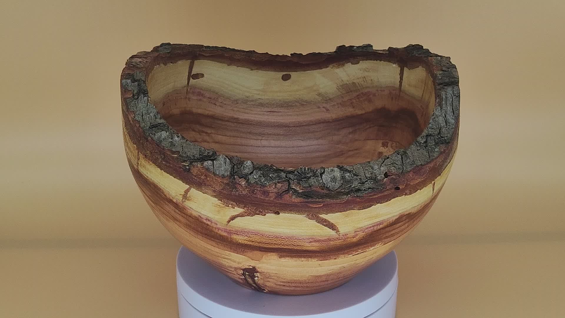 Švestková kůrovka střední